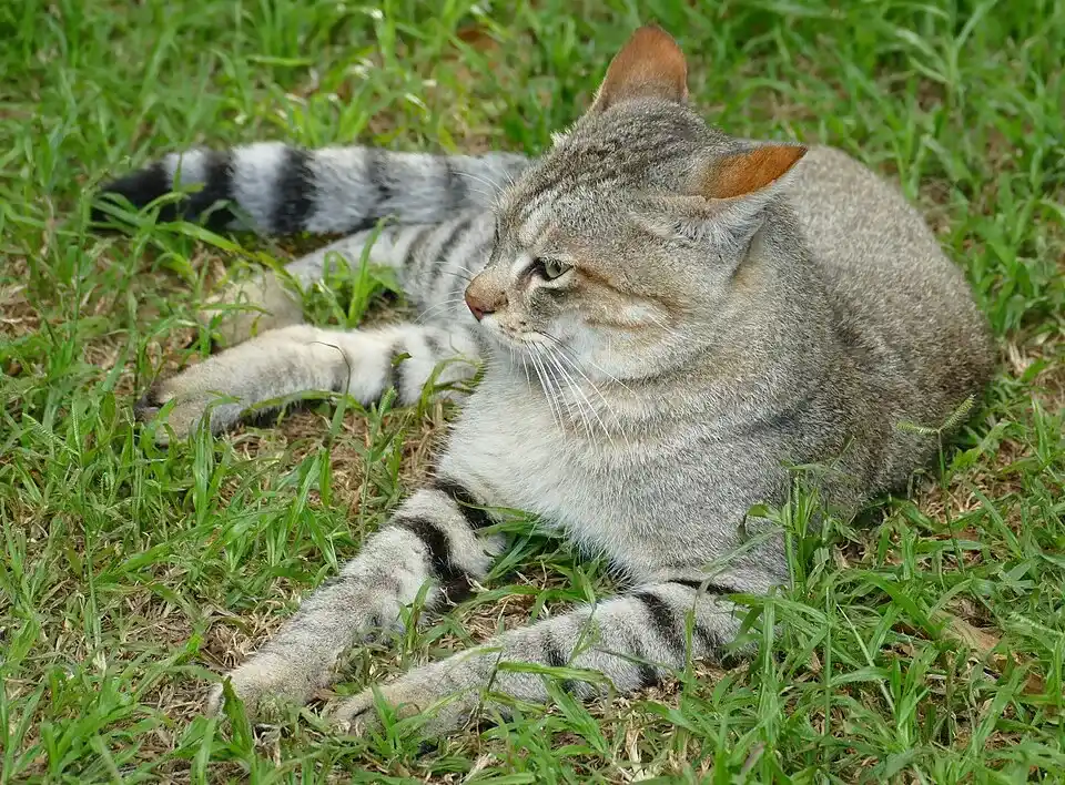 Gato salvaje africano - Pequeño gato salvaje, ancestro de los gatos domést...